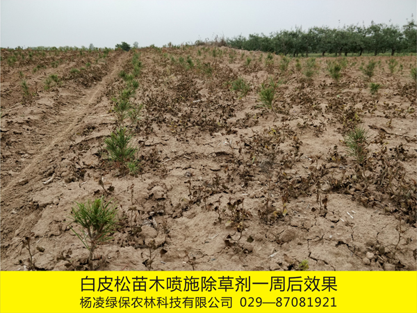 白皮松苗木化學除草效果3